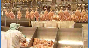 Сортування курей за вагою на лінії переробки птиці: високопродуктивна система Scaime для TUPUNATRON (Перу)